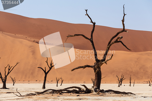 Image of Sossusvlei beautiful landscape of death valley