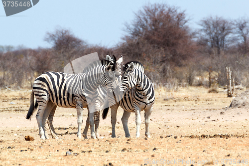 Image of Zebra in african bush