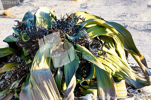 Image of Welwitschia mirabilis, Amazing desert plant, living fossil