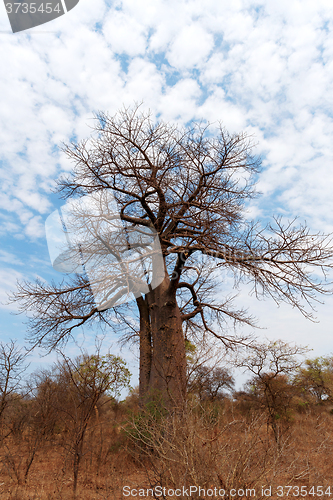 Image of Lonely old baobab tree