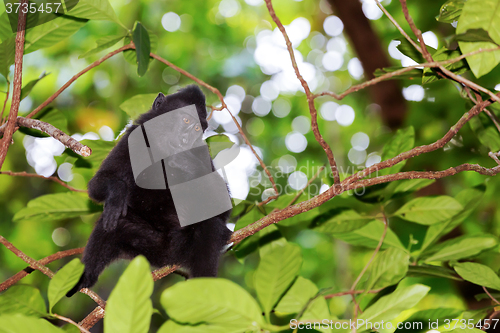 Image of Celebes crested macaque