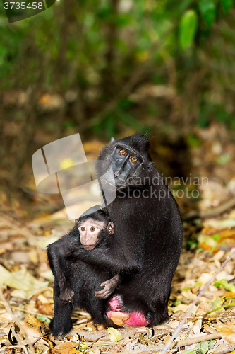 Image of Celebes crested macaque