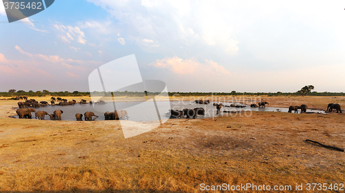 Image of herd of African elephants drinking at a muddy waterhole