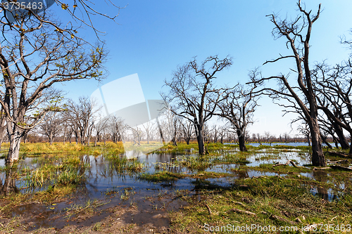 Image of Moremi game reserve landscape