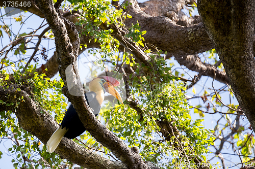 Image of beutifull Knobbed hornbill