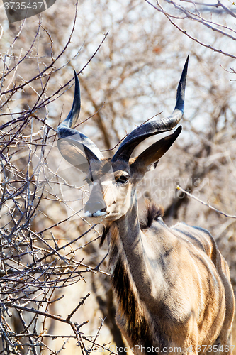 Image of portrait of Kudu