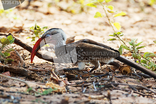 Image of Yellow-billed Hornbill on ground