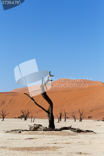 Image of Sossusvlei beautiful landscape of death valley