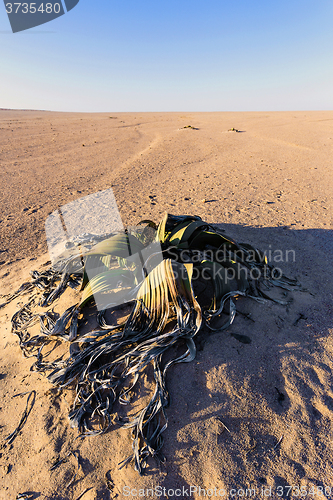 Image of Welwitschia mirabilis, Amazing desert plant, living fossil