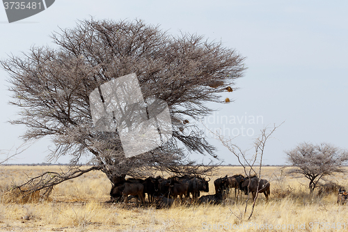 Image of wild Wildebeest Gnu