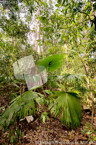 Image of palm leaf in Tangkoko National Park