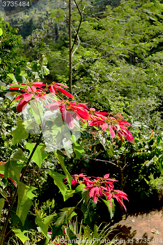 Image of Wild winter rose with blossoms in indonesia