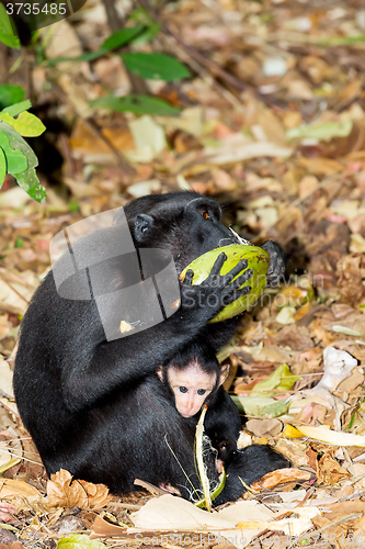 Image of Celebes crested macaque