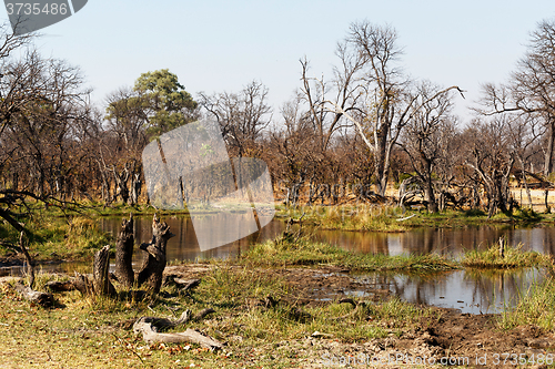 Image of Moremi game reserve landscape