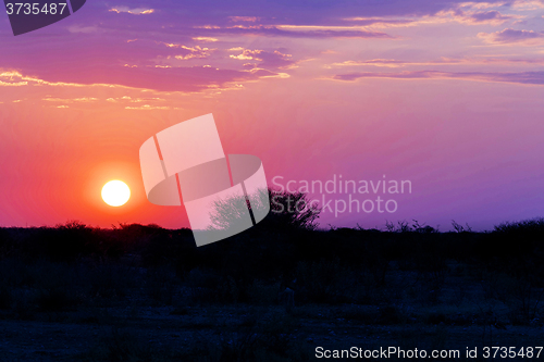 Image of African sunset with tree