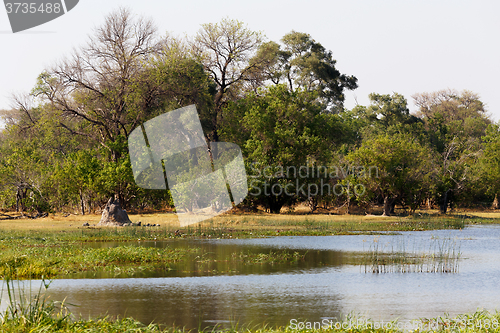 Image of Moremi game reserve landscape