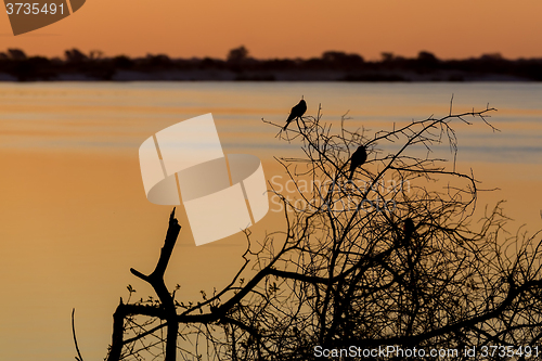 Image of African sunset on Zambezi