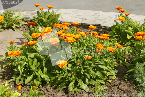 Image of Calendula flowering on flowerbed