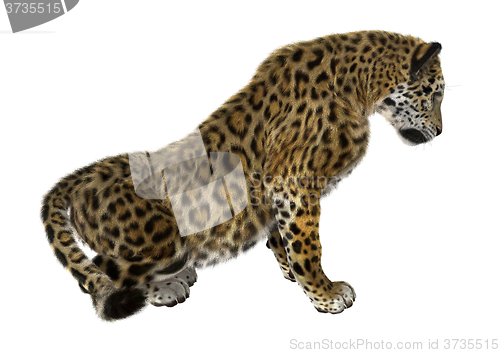 Image of Big Cat Jaguar