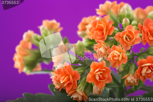Image of  flowers of Kalanchoe. on a purple background.