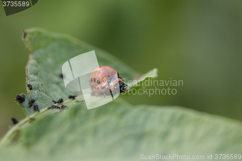 Image of The red colorado beetle\'s larva feeding