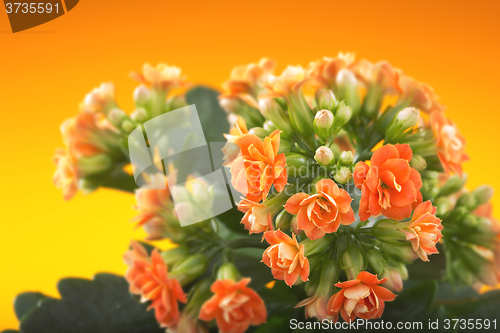 Image of  flowers of Kalanchoe. on a orange background.