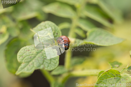 Image of The red colorado beetle\'s larva feeding