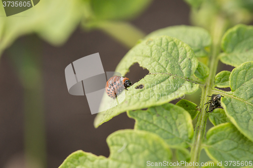 Image of The red colorado beetle\'s larva feeding