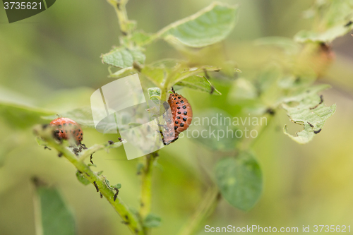 Image of The red colorado beetle\'s larva feeding