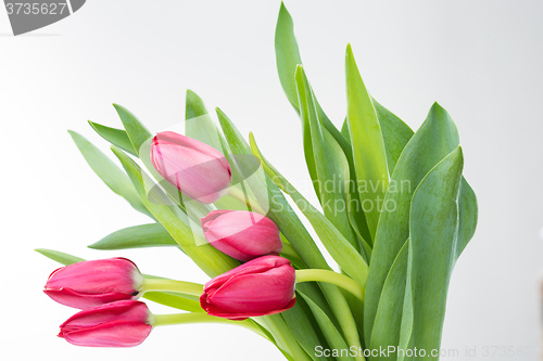 Image of Crimson tulip flower on white background