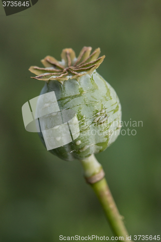 Image of harvest of opium from green poppy