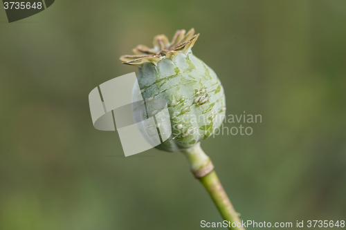 Image of harvest of opium from green poppy