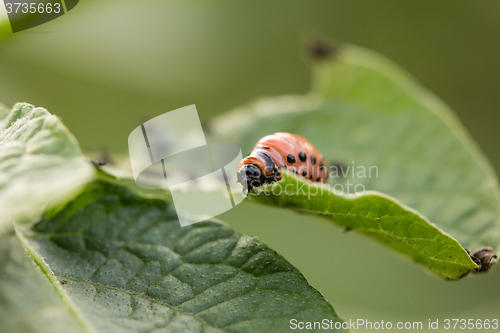 Image of The red colorado beetle\'s larva feeding