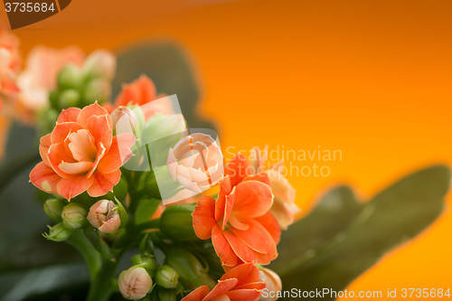 Image of  flowers of Kalanchoe. on a orange background.