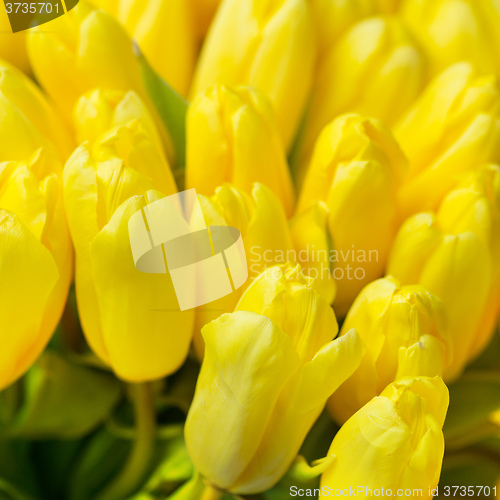 Image of beautiful yellow tulips, big bouquet