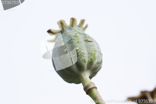 Image of harvest of opium from green poppy