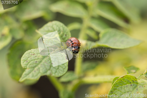 Image of The red colorado beetle\'s larva feeding