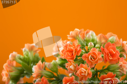 Image of  flowers of Kalanchoe. on a orange background.