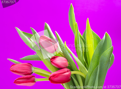 Image of Crimson tulip flower on purple background