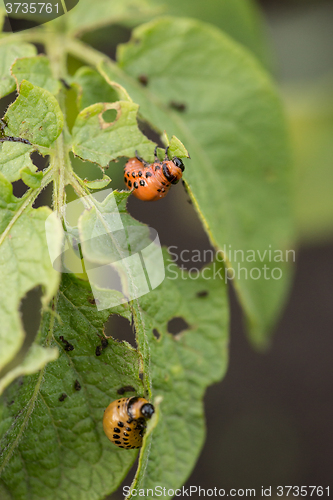 Image of The red colorado beetle\'s larva feeding