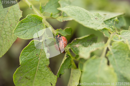 Image of The red colorado beetle\'s larva feeding