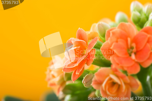 Image of  flowers of Kalanchoe. on a orange background.