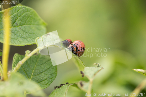 Image of The red colorado beetle\'s larva feeding