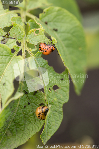 Image of The red colorado beetle\'s larva feeding