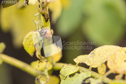 Image of The red colorado beetle\'s larva feeding