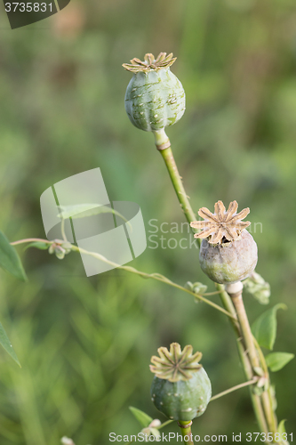 Image of harvest of opium from green poppy