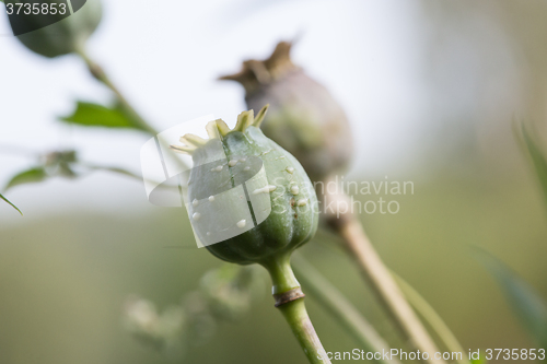 Image of harvest of opium from green poppy