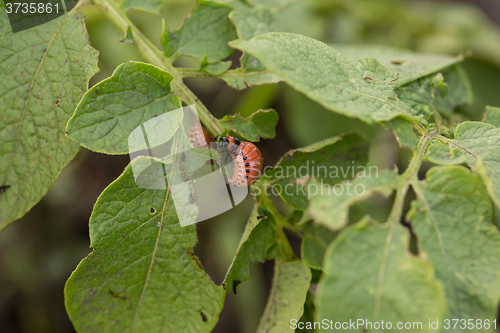 Image of The red colorado beetle\'s larva feeding