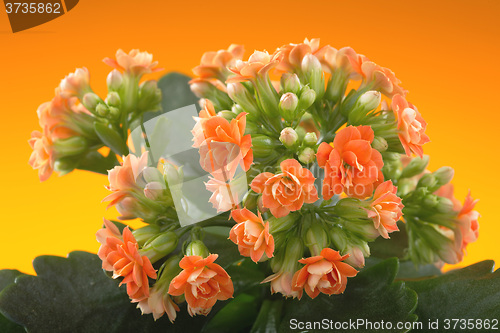Image of  flowers of Kalanchoe. on a orange background.
