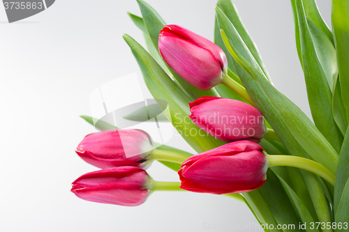 Image of Crimson tulip flower on white background